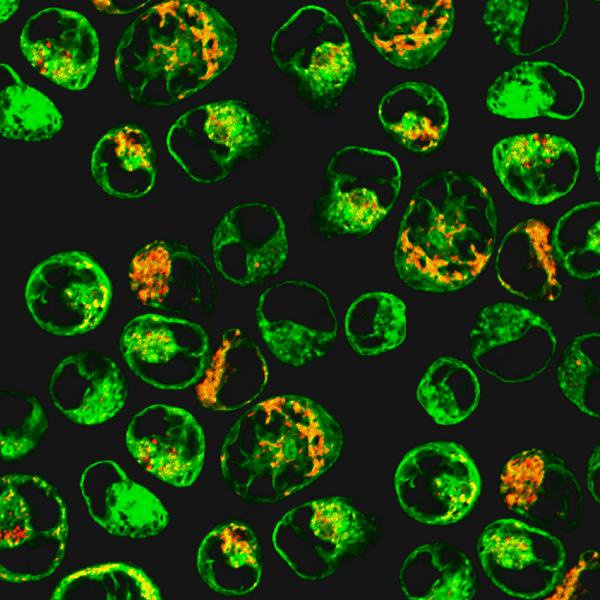 FISBA READYBeam Laseroptics Laser Combiner Applications Flow Cytometry